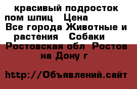 красивый подросток пом шпиц › Цена ­ 30 000 - Все города Животные и растения » Собаки   . Ростовская обл.,Ростов-на-Дону г.